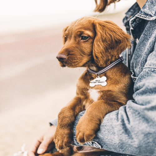 PET SUPPLIES